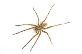 Image result for Arachniodes webbiana