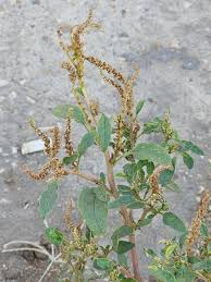 Image result for Amaranthus viridis
