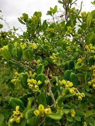 Image result for Lannea schimperi