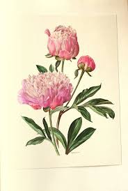 1970 Vintage Chinese Peony Poster Pink Peony Print Vintage Etsy Pink Peonies Print Botanical Art Botanical Illustration Vintage