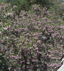 We did not find results for: Drought Tolerant Hedges Wind Breaks And Screens With California Native Plants