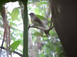 Surip bird channel 12.670 views5 months ago. Program Restorasi Lahan Gambut Melestarikan Berbagai Spesies Burung Di Semenanjung Kampar Sumatra April Dialog