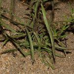 Image result for Vahlia dichotoma