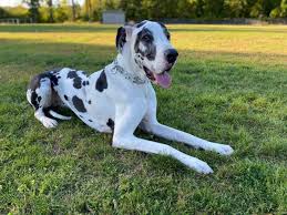 Louis is an 11 month old black great dane. New Napans Mourn Loss Of Their Great Danes Local News Napavalleyregister Com