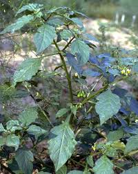 Image result for Solanum sp. A