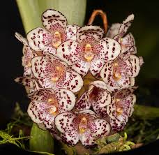 Image result for Bulbophyllum fuscum