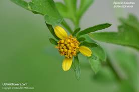 Image result for Bidens bipinnata