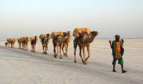 Enjoy light show and music by local performers. Camel Train Wikipedia
