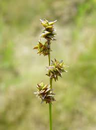 Image result for Carex conferta