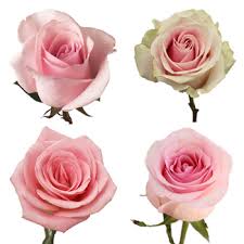 The most common pastel pink flower material is cotton. Light Pink Roses