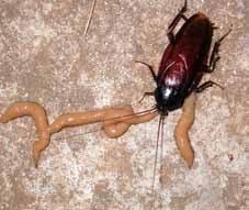 Of course, the highlight is that you can find more legit and professional website in my bio. Management Of Pest Insects In And Around The Home Uga Cooperative Extension