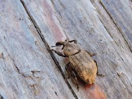 Image result for Plinthus