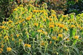 Image result for Phlomis fruticosa