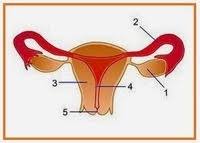 Umumnya, istilah infestasi digunakan untuk menyebut serangan ektoparasit , misalnya kutu , tungau , caplak , dan pinjal , yang. Sistem Reproduksi Pada Manusia Quiz Quizizz