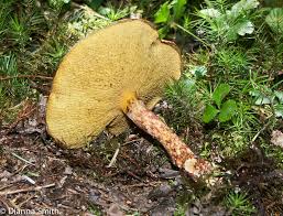 Image result for Suillus sp.