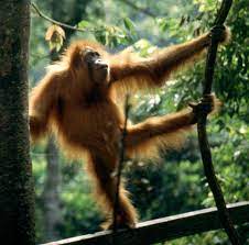 Keberadaannya harus dijaga dan kelahirannya pun ditunggu. Orang Utan Sumatera Wikipedia Bahasa Melayu Ensiklopedia Bebas