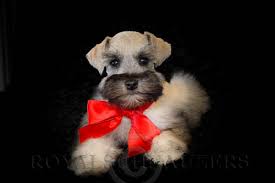 New and used items, cars, real estate, jobs, services, vacation rentals and more virtually anywhere in teacup chihuahua puppies for sale. Toy Miniature Teacup Schnauzer Breeder Utah Royal Schnauzers
