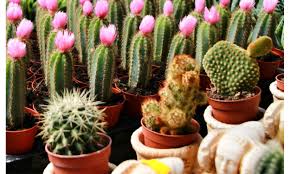Para esta filosofía china, están estrechamente ligados al éxito, tanto otro de los significados que se le suele atribuir a regalar un cactus es enfrentar con buena cara hasta los peores momentos. Decidir Entre Una Crasa O Un Cactus