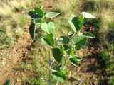 Image result for Abutilon englerianum