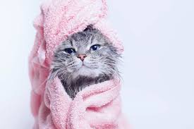 ‪Do You Need to Bathe Cats? | Brown Veterinary Hospital‬‏