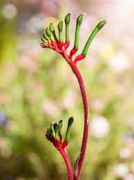 Kangaroo Paw Kangaroo Paw Australian Native Flowers Australian Wildflowers
