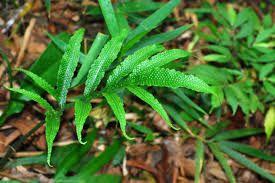 Image result for Tectaria fernandensis