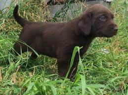 Favorite this post may 31 9 weeks old lab heeler mix puppy for sale (cae > columbia) hide this posting restore restore this posting. Chocolate Lab Pups Pets And Animals For Sale North Carolina