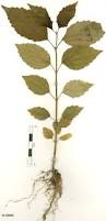 Image result for Premna serratifolia