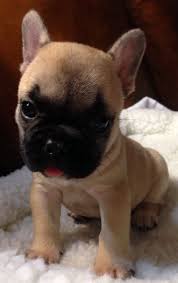 You may see green puppy stools and stools that. French Bulldog For Adoption