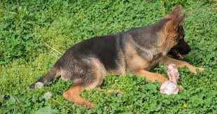 Size of gsd pups page 1. How Much To Feed A German Shepherd Puppy Feeding Chart