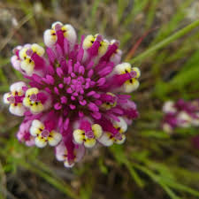 This is a list of san francisco bay area wildflowers. Wildflowers And Other Native Plants Of The San Francisco Bay Area Public Group Facebook