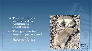 I am having a problem with ground squrrills digging burrows in my yard and flower beds. Ground Squirrel Control Methods Youtube