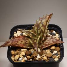 Image result for Aloe mossurilensis