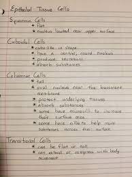 Epithelial Tissue Cells Tissue Biology Medical Student Study Medical School Studying