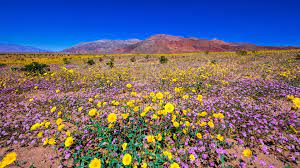 Check spelling or type a new query. Rare Super Bloom Blankets Death Valley In A Carpet Of Wildflowers