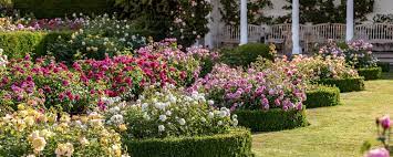 About us a department of parks was included in the city's first freeholder charter, adopted in 1889. David Austin Rose Gardens