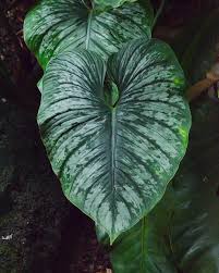 Well By The Time I Realized I Didn T Post Today It Turned Into Tomorrow Anywho Here Is A Beautiful Philodendron Philodendron Rare Plants Pretty Plants