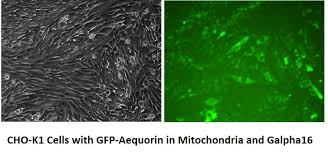 CHO-K1 Cells expressing AEQUORIN-GFP in Mitochondria and G alpha 16  -Angio-Proteomie