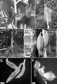 Image result for Eulophia alta