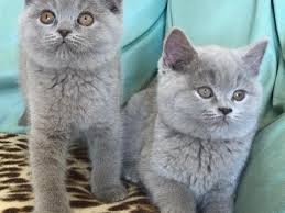 Satilik Kedi Ilanlari Ve Fiyatlari Kedi Sahiplendirme Ilanlari