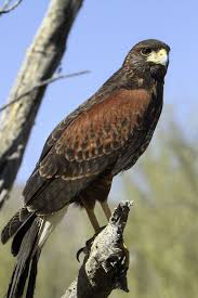 John collins is getting stitches in his lip and will return to the game. Harris S Hawk Wikipedia