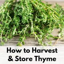 Harvest the plants all through the spring and summer. How To Harvest Rosemary Without Killing The Plant Together Time Family