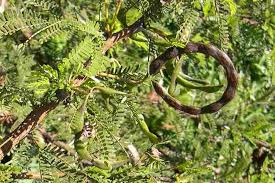Image result for Acacia karroo