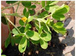 Image result for Psorospermum mechowii