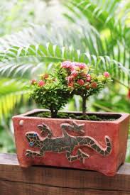 Maybe you would like to learn more about one of these? How To Prune Miniature Kordana Roses Indoors