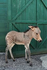 We would like to show you a description here but the site won't allow us. Reddit The Front Page Of The Internet Zonky Zonkey Cuddly Animals Baby Zebra