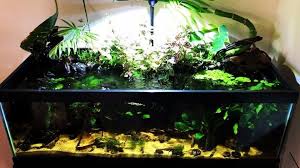 Paludarium Vibes Functionbuiltaquatics Paludariums Plantedtank Plantedaquarium Planted Plantedtanks Paludarium Waterfl Planted Aquarium Waterflow Tank