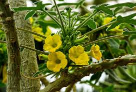 Image result for Pedaliaceae