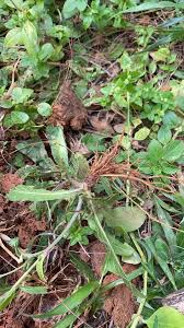 Image result for Elephantopus scaber