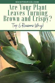Are Your Plant Leaves Turning Brown And Crispy In 2021 Plant Leaves Plants Plant Leaves Turning Brown